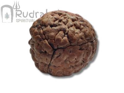 Three Mukhi Rudraksha from Himalaya
